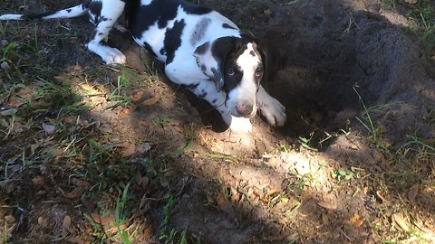 3 Month Old Great Dane Puppy Has Fun Digging His First Hole