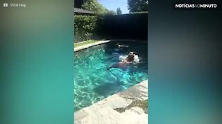 Família encontra três surpresas peludas na piscina