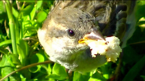 IECV NV #417 - 👀 House Sparrows Eating Bread🐤 7-14-2017