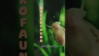 Most Natural Fish Food you can grow in your Aquarium