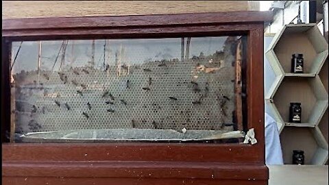 Bees Life Behind Glass