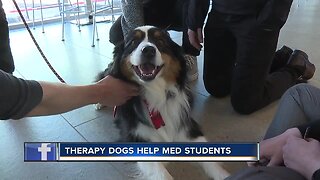 Therapy dogs visit med students