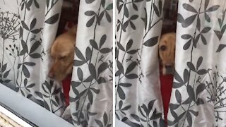 Pup Falls Asleep In Window Waiting For Owner To Come Home