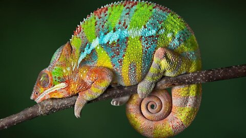 wild chameleon