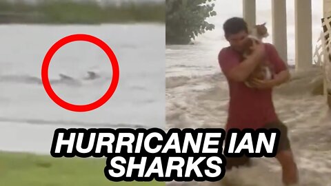SHARKS in the street, HOUSES float away, Hurricane Ian hits Florida