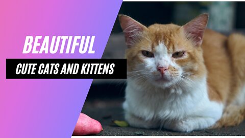 Beautiful, Cute Cats and Kittens