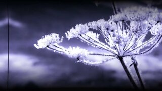 Soothing frost