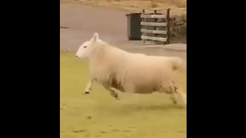 Happy sheep - #5 Cute Video