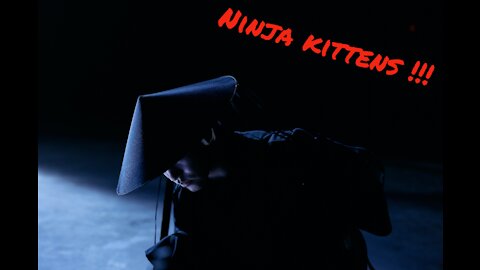 Ninja kittens !!!