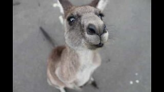 Wallaby stopper trafikken på Harbour Bridge i Syndey