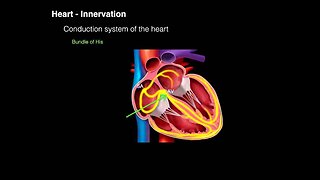 Conduction system of the heart