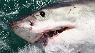 Shark-tracking app shows multiple great white sharks off Florida's coast