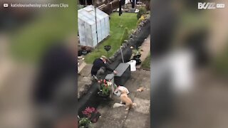 Dog shares loving relationship with neighbor