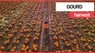 Aerial video shows massive pumpkin farm in Nottinghamshire