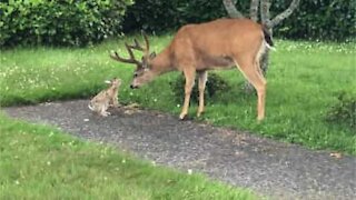 Ce lapin et ce cerf sont très amis!