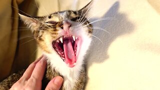 Little Cat Yawning