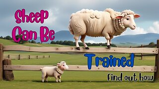 Sheep Can Be Trained