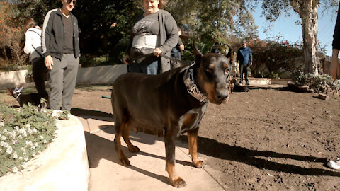 Doberman Puppy Playdate @16 wks.& Delphina ready to whelp at 145 lbs!