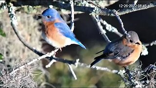 Male and Female Eastern Bluebird 💙 12/26/22 08:45