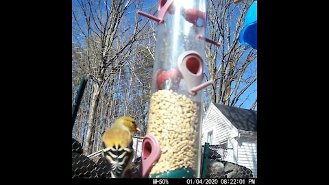 Goldfinches Getting Their Gold Back Just Before Spring