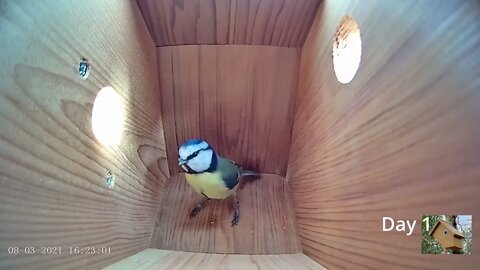 From empty nest to first egg in less than 8 minutes! - BlueTit nest box live camera highlights