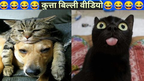 😂😂😂Cat Funny Video-3। animal funny video। comedy cat video।