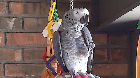 Talking parrot flawlessly imitates the sound of water