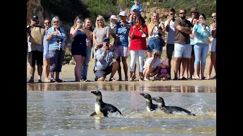 Locals, tourists flock to Plettenberg Bay to see juvenile penguins released into the ocean