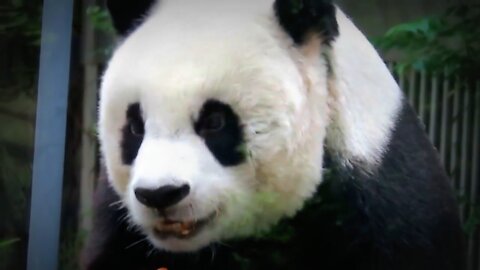 Cute panda eating lunch