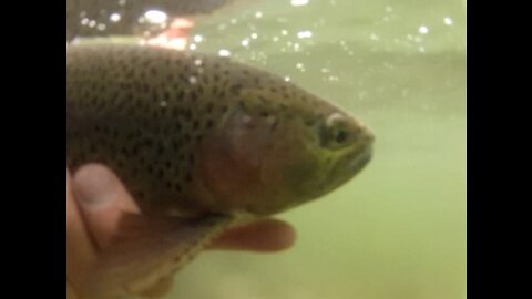 Underwater Rainbow Trout swimming away