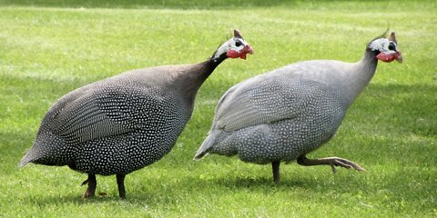 Guinea Fowls' Daily Routine