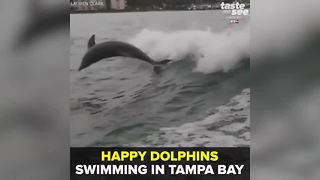 Happy dolphins swimming in Tampa Bay | Taste and See Tampa Bay