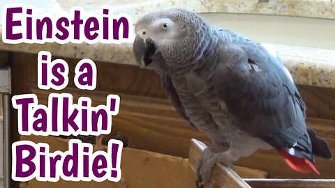 Parrot demonstrates he's a "talking birdie"