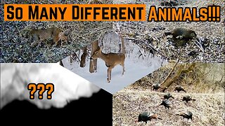 BOBCAT | WOODCHUCK | TURKEY | DEER And Even An OWL Perched On My CAMERA!!!