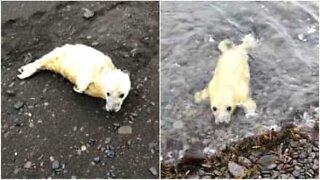 Baby seal stranded on beach