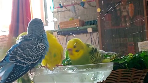 Budgies Taking a Bath