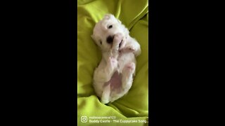 Baby maltese