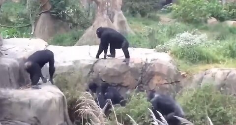 The Power of Gorilla Is Scary! The Lion Family's Tragic Ending When Confronting the Fierce Baboons