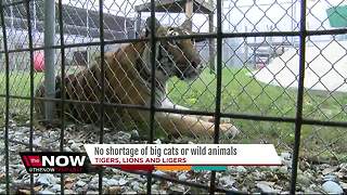 No shortage of big cats or wild animals