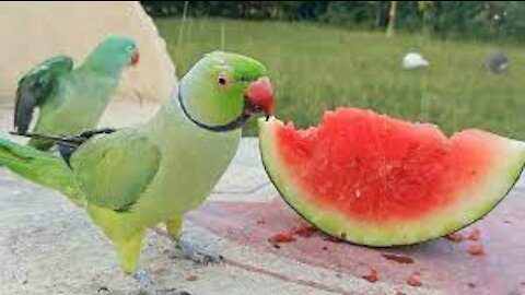 Indian Ringneck and Alexandrine Parrot Love Watermelon