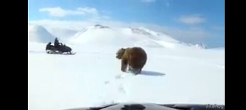 Bear Attacks Russian Campers