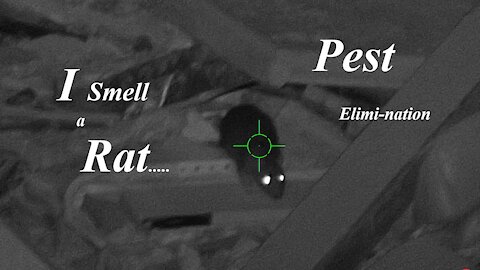 Rat Pest Control: "I smell a Rat"