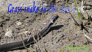 Grass snake on the river bank / beautiful reptile by the river / snake by the water.