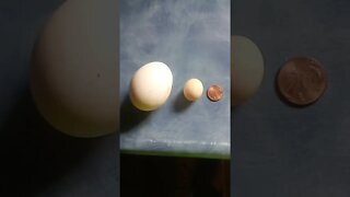 Tiniest egg?