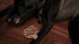 Belgian Malinois Eating - Pig Ear