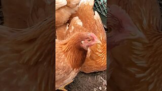 These CHICKENS choose COMPOST!