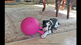 Gentle Great Dane Teaches 7 Week Old Puppy How To Play With A Jolly Ball