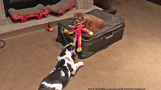 Great Dane puppy pesters cat to play