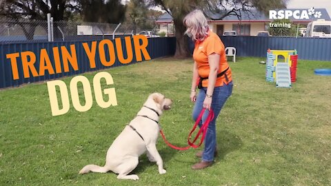 Dog training || How to train my Dog || Training ||