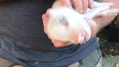 Mini Piglet Enters A State Of Nirvana After Constantly Receiving Belly Rubs